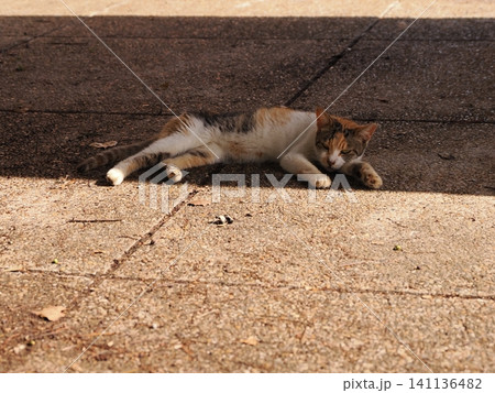 猛暑で少しでも涼しい場所で寝る可愛い猫 141136482