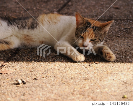 猛暑で少しでも涼しい場所で寝る可愛い猫 猛暑で少しでも涼しい場所で寝る可愛い猫 141136483