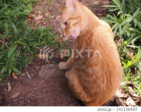 猛暑で少しでも涼しい場所で寝る可愛い猫 141136487