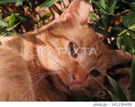 猛暑で少しでも涼しい場所で寝る可愛い猫 猛暑で少しでも涼しい場所で寝る可愛い猫 141136489