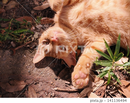 猛暑で少しでも涼しい場所で寝る可愛い猫 猛暑で少しでも涼しい場所で寝る可愛い猫 141136494