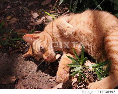 猛暑で少しでも涼しい場所で寝る可愛い猫 猛暑で少しでも涼しい場所で寝る可愛い猫 141136497