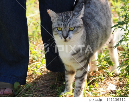 猛暑で少しでも涼しい場所で寝る可愛い猫 猛暑で少しでも涼しい場所で寝る可愛い猫 141136512