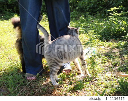 猛暑で少しでも涼しい場所で寝る可愛い猫 141136515