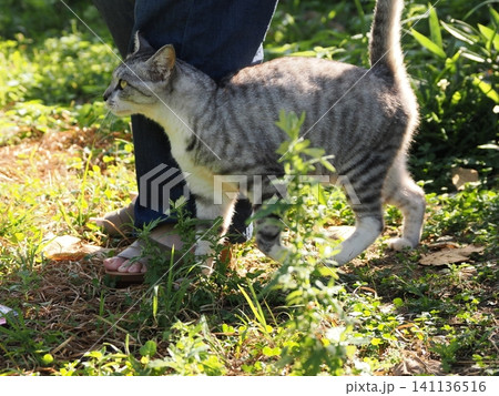 猛暑で少しでも涼しい場所で寝る可愛い猫 141136516