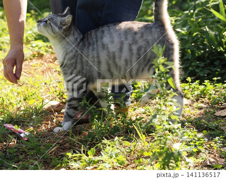 猛暑で少しでも涼しい場所で寝る可愛い猫 猛暑で少しでも涼しい場所で寝る可愛い猫 141136517