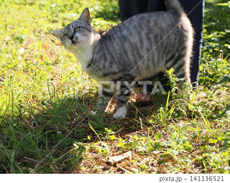 猛暑で少しでも涼しい場所で寝る可愛い猫 猛暑で少しでも涼しい場所で寝る可愛い猫 141136521