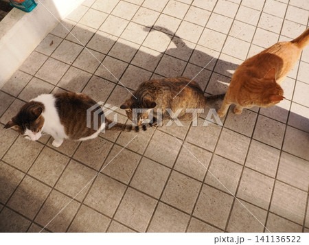 猛暑で少しでも涼しい場所で寝る可愛い猫 141136522