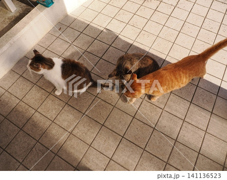 猛暑で少しでも涼しい場所で寝る可愛い猫 141136523