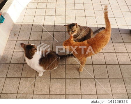 猛暑で少しでも涼しい場所で寝る可愛い猫 141136528