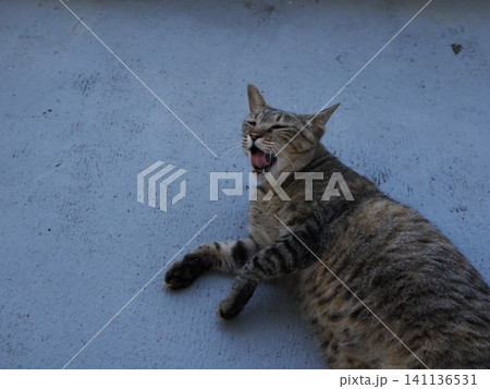 猛暑で少しでも涼しい場所で寝る可愛い猫 猛暑で少しでも涼しい場所で寝る可愛い猫 141136531