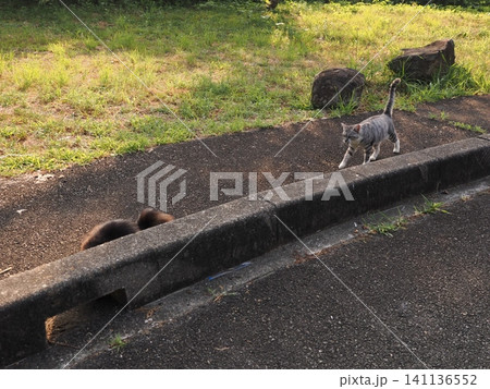 猛暑で少しでも涼しい場所で寝る可愛い猫 141136552