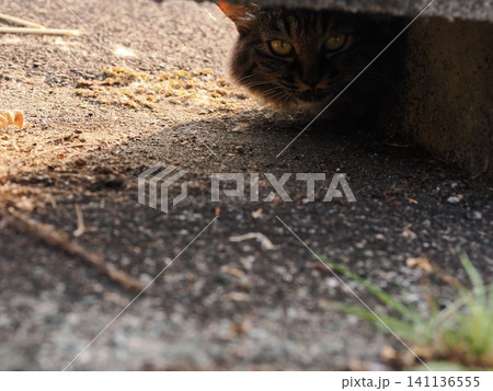 猛暑で少しでも涼しい場所で寝る可愛い猫 141136555