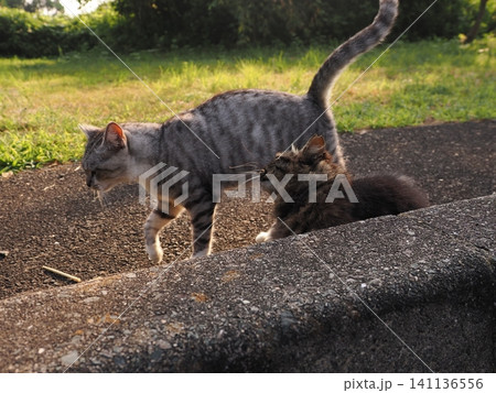 猛暑で少しでも涼しい場所で寝る可愛い猫 猛暑で少しでも涼しい場所で寝る可愛い猫 141136556