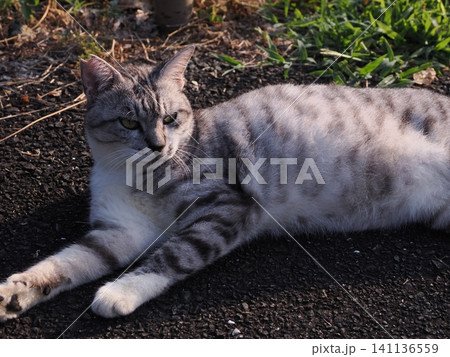 猛暑で少しでも涼しい場所で寝る可愛い猫 猛暑で少しでも涼しい場所で寝る可愛い猫 141136559
