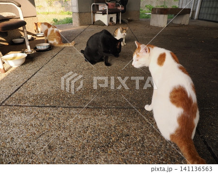 猛暑で少しでも涼しい場所で寝る可愛い猫 猛暑で少しでも涼しい場所で寝る可愛い猫 141136563
