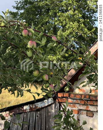 Unripe Apples on Branch Overlooking Rustic Farm Building 141136685