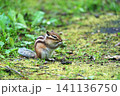 シマリス　北海道 141136750