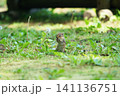シマリス　北海道 141136751