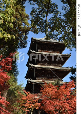 世界遺産仁和寺　モミジと五重塔(京都市右京区) 141136796