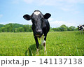 放牧された牛　北海道 141137138