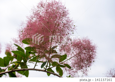 Pink smoke tree blossoms in full bloom with soft fluffy flower clusters 141137161