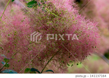 Pink smoke tree blossoms in full bloom with soft fluffy flower clusters 141137164