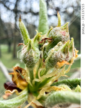 Green buds on a tree branch showing new spring growth 141137215