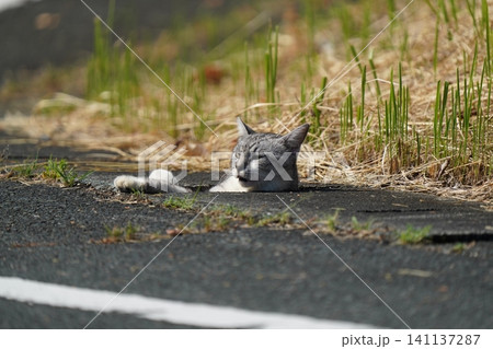 側溝から出れなく見つめる猫 側溝から出れなく見つめる猫 141137287