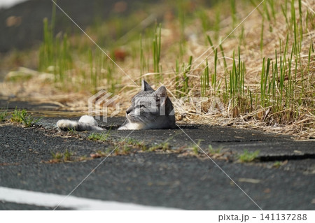 側溝から出れなく見つめる猫 側溝から出れなく見つめる猫 141137288