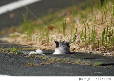 側溝から出れなく見つめる猫 側溝から出れなく見つめる猫 141137289