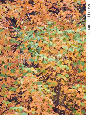 Colorful Maple Foliage Turning Yellow in Autumn Colorful Maple Foliage Turning Yellow in Autumn 141137306
