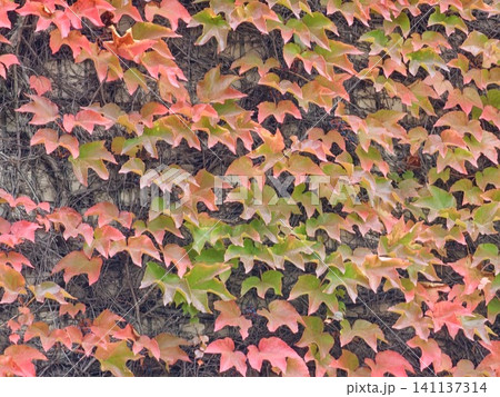 Colorful Boston Ivy Foliage on an Ornamental Garden Wall Colorful Boston Ivy Foliage on an Ornamental Garden Wall 141137314
