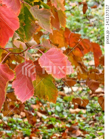 Brilliant Red Autumn Leaves of Virginia Creeper in a Botanical Garden Brilliant Red Autumn Leaves of Virginia Creeper in a Botanical Garden 141137317
