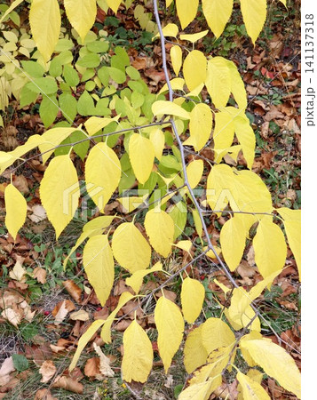 Yellow Autumn Leaves of a Deciduous Ornamental Tree 141137318