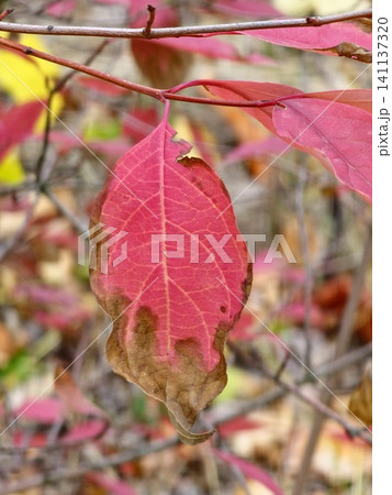 Ornamental Euonymus with Vivid Autumn Leaf Color 141137320