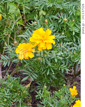 Orange French Marigold Flowers Blooming in a Garden Bed Orange French Marigold Flowers Blooming in a Garden Bed 141137326