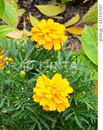 Close Up of Double Orange French Marigold Blossom 141137327