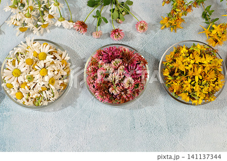 Medicinal herbs such as chamomile, clover, and St. John's wort, their flower petals in glass cups for infusions or tea, a collection of useful herbs for treatment according to folk recipes Medicinal herbs such as chamomile, clover, and St. John's wort, their flower petals in glass cups for infusions or tea, a collection of useful herbs for treatment according to folk recipes 141137344