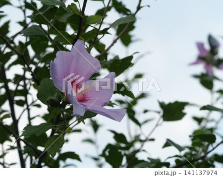 ムクゲの花 ムクゲの花 141137974