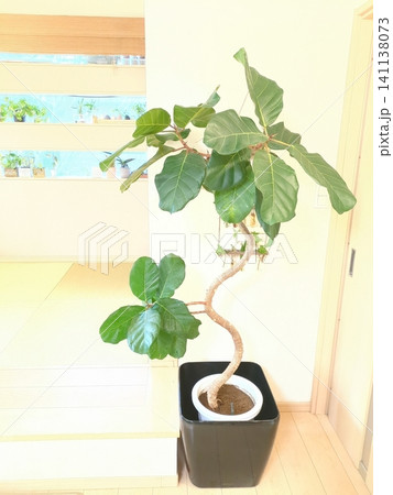 アフリカンプリンス 観葉植物 フィカス 曲がり仕立て 希少種 室内 インテリアグリーン リビング アフリカンプリンス 観葉植物 フィカス 曲がり仕立て 希少種 室内 インテリアグリーン リビング 141138073