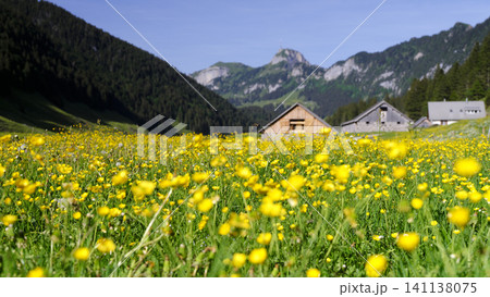 Scenic View of Hoher Kasten With Vibrant Buttercup Meadow in Switzerland Scenic View of Hoher Kasten With Vibrant Buttercup Meadow in Switzerland 141138075