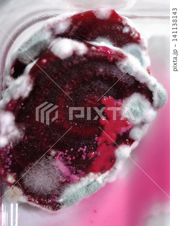 Mysterious Mold Forms Intricate Patterns on Forgotten Food Remnants Mysterious Mold Forms Intricate Patterns on Forgotten Food Remnants 141138143