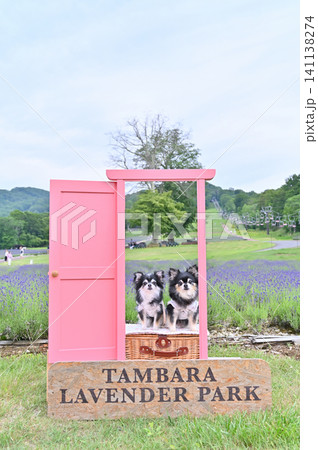 たんばらラベンダーパークでインスタ映え写真撮影　2匹のチワワ 141138274
