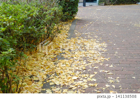 歩道の生垣の根元を黄色く染めるイチョウの絨毯(落ち葉) 歩道の生垣の根元を黄色く染めるイチョウの絨毯(落ち葉) 141138508