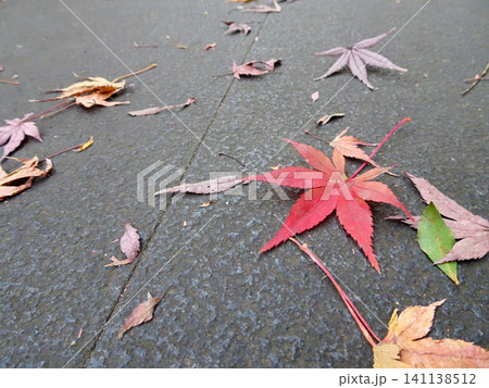 アスファルトの路面に美しく散り敷いた色鮮やかな紅葉の落ち葉 141138512