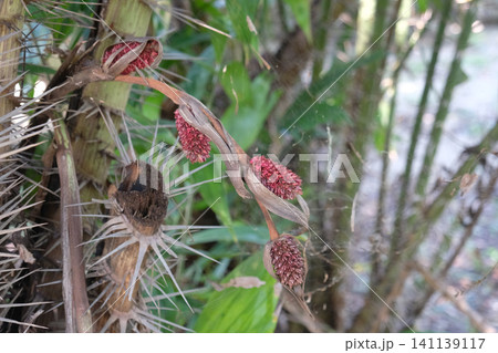 Salak (Salacca zalacca) is a species of palm tree Salak (Salacca zalacca) is a species of palm tree 141139117