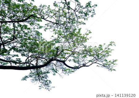 Tree Branches Tree Branches 141139120