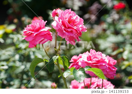 フラワーパーク 薔薇の二番花が咲き誇る風景 フラワーパーク 薔薇の二番花が咲き誇る風景 141139153