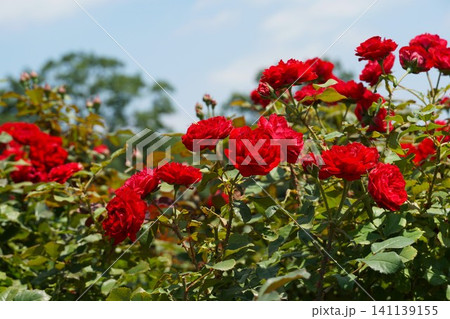 フラワーパーク　薔薇の二番花が咲き誇る風景 141139155